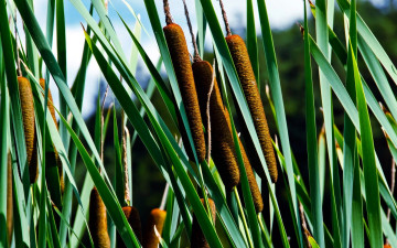 обоя природа, макро, камыши, рогоз, листья