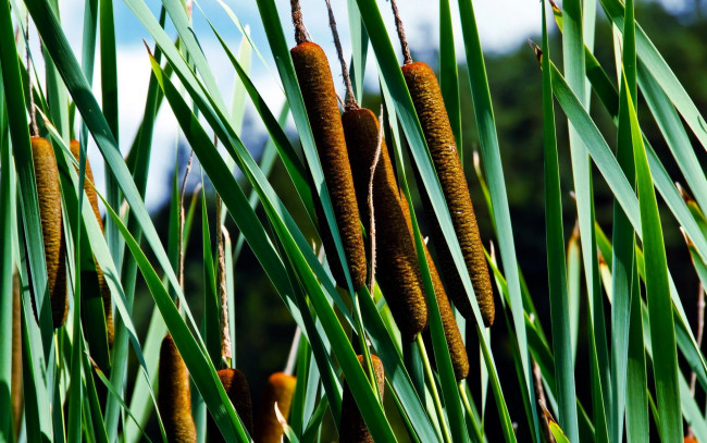 Обои картинки фото природа, макро, камыши, рогоз, листья