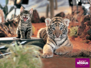 Картинка бренды whiskas