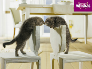 Картинка бренды whiskas