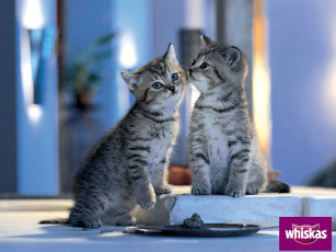 Картинка бренды whiskas