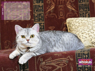 Картинка бренды whiskas