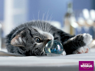 Картинка бренды whiskas