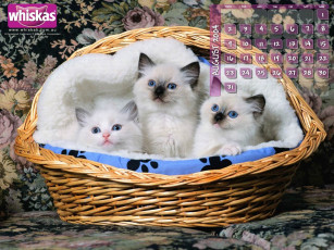 Картинка бренды whiskas