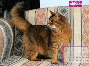 Картинка бренды whiskas