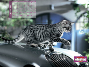 Картинка бренды whiskas