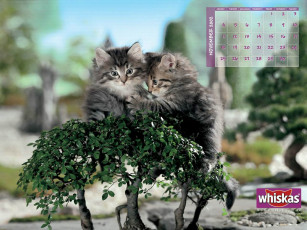 Картинка бренды whiskas