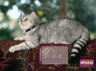 Картинка бренды whiskas