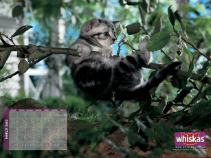 Картинка бренды whiskas