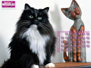 Картинка бренды whiskas