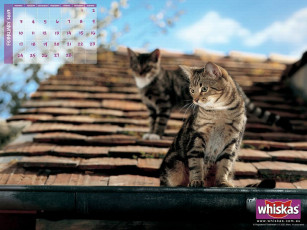 Картинка бренды whiskas