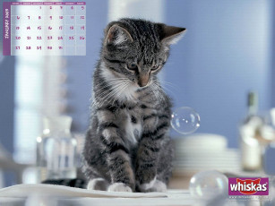 Картинка бренды whiskas