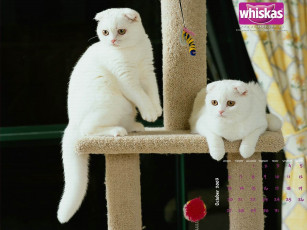 Картинка бренды whiskas