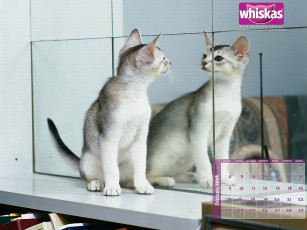 Картинка бренды whiskas