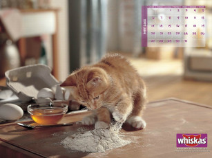 Картинка бренды whiskas