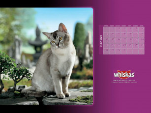 Картинка бренды whiskas