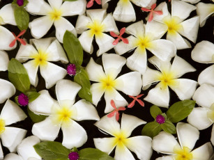 Картинка цветы плюмерия