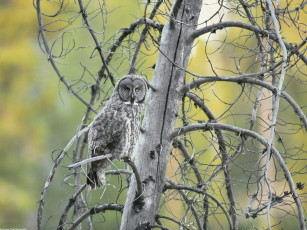 Картинка great grey owl grand teton national park wyoming животные совы