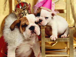 Картинка животные собаки