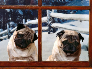 Картинка животные собаки