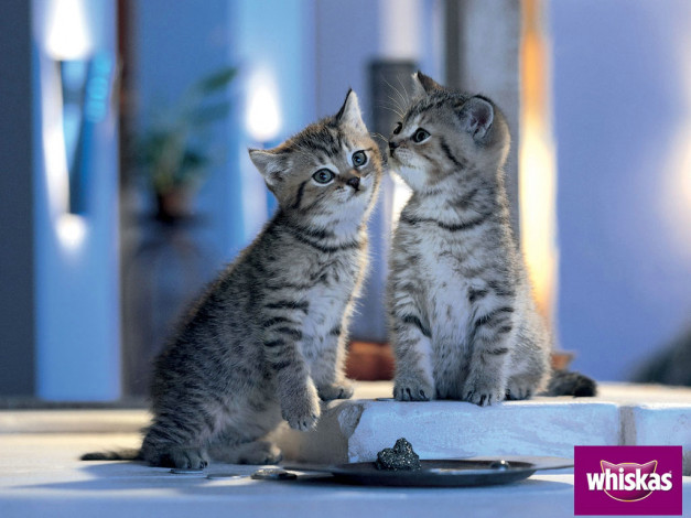 Обои картинки фото бренды, whiskas