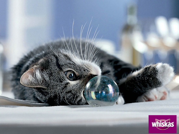 Обои картинки фото бренды, whiskas