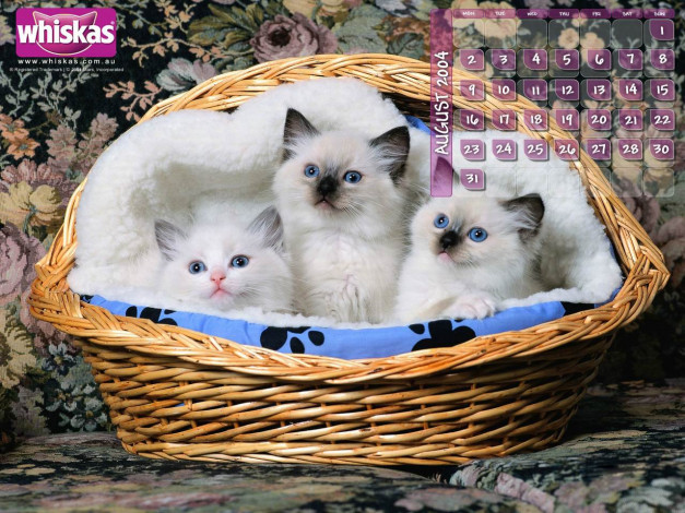 Обои картинки фото бренды, whiskas