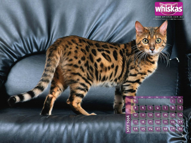 Обои картинки фото бренды, whiskas