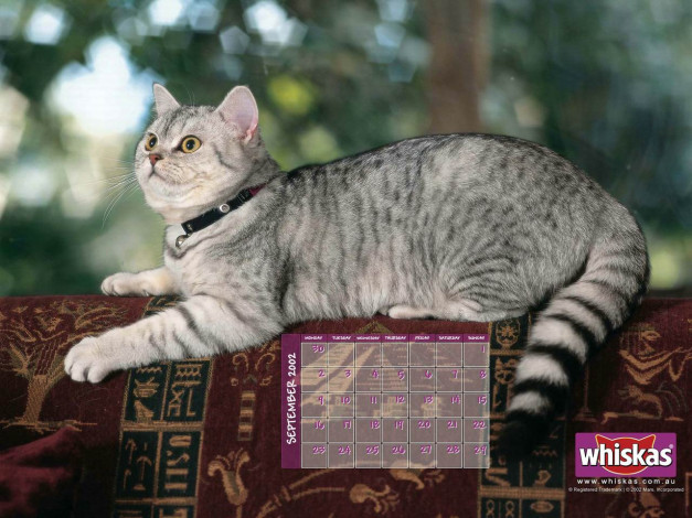 Обои картинки фото бренды, whiskas