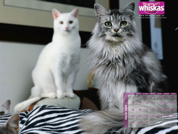 Обои картинки фото бренды, whiskas