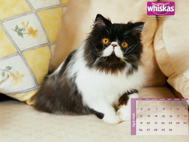 Обои картинки фото бренды, whiskas