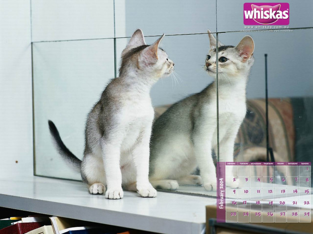 Обои картинки фото бренды, whiskas