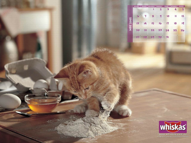 Обои картинки фото бренды, whiskas