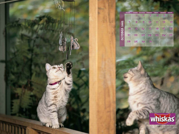 Обои картинки фото бренды, whiskas