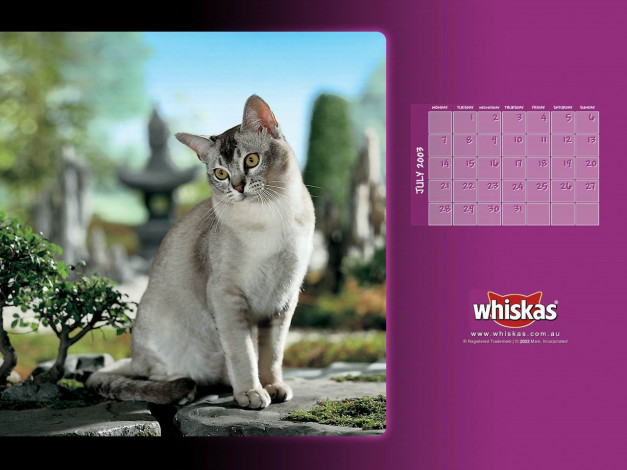 Обои картинки фото бренды, whiskas