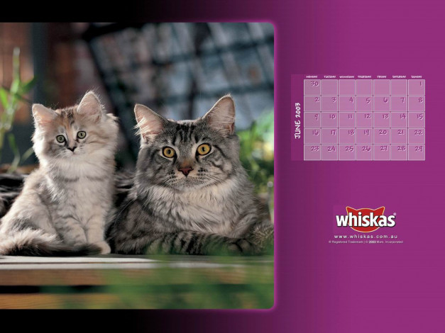 Обои картинки фото бренды, whiskas