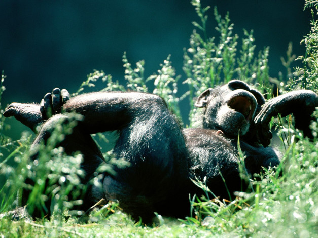 Обои картинки фото head, over, heels, chimpanzee, животные, обезьяны