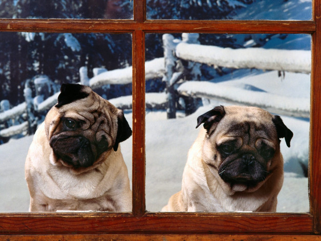 Обои картинки фото животные, собаки