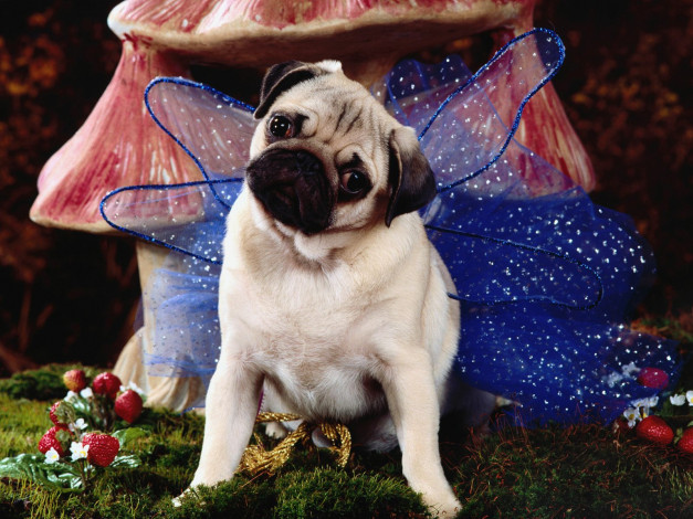 Обои картинки фото животные, собаки