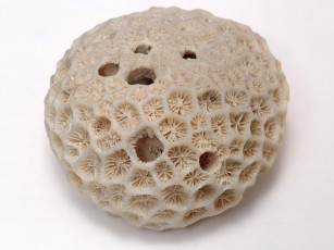 Картинка разное ракушки кораллы декоративные spa камни