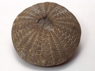 Картинка разное ракушки кораллы декоративные spa камни