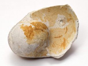 Картинка разное ракушки кораллы декоративные spa камни