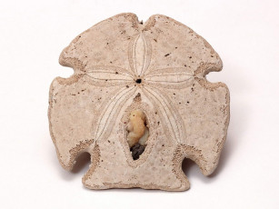 Картинка разное ракушки кораллы декоративные spa камни