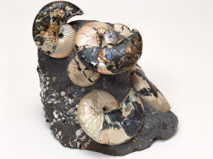 Картинка разное ракушки кораллы декоративные spa камни