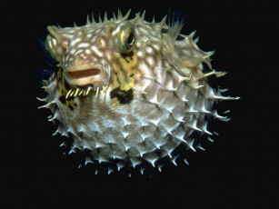 Картинка животные морская фауна