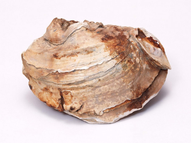 Обои картинки фото разное, ракушки, кораллы, декоративные, spa, камни