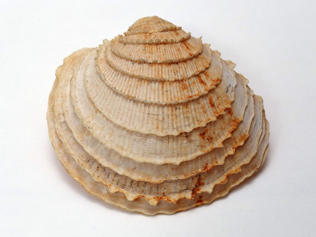 Обои картинки фото разное, ракушки, кораллы, декоративные, spa, камни