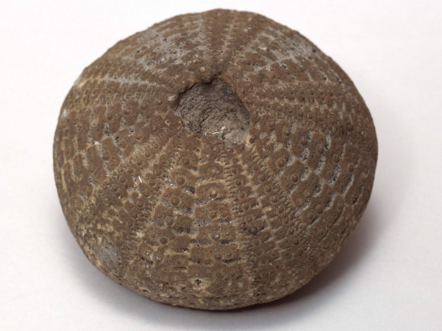 Обои картинки фото разное, ракушки, кораллы, декоративные, spa, камни