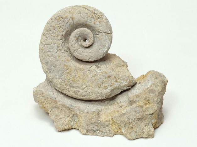 Обои картинки фото разное, ракушки, кораллы, декоративные, spa, камни