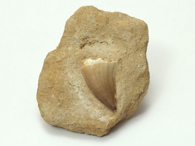 Обои картинки фото разное, ракушки, кораллы, декоративные, spa, камни